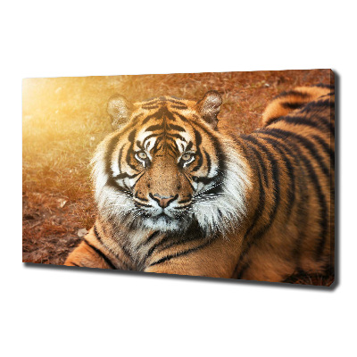 Fotobild Bengal-Tiger