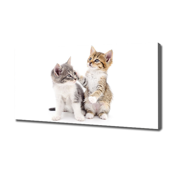 Wandbild Zwei kleine Katzen