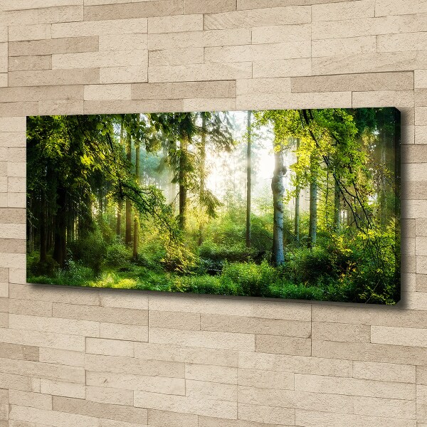 Bild auf leinwand Morgensonne Wald