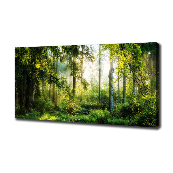 Bild auf leinwand Morgensonne Wald