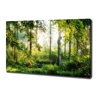 Bild auf leinwand Morgensonne Wald