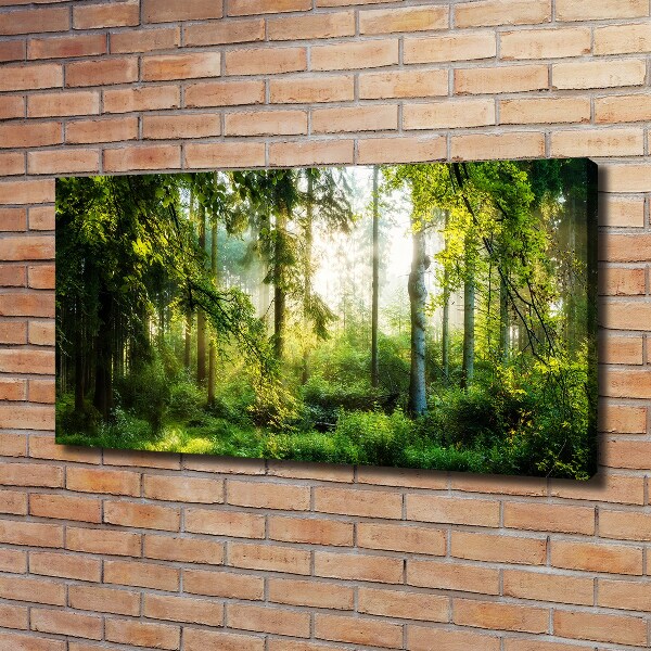 Bild auf leinwand Morgensonne Wald