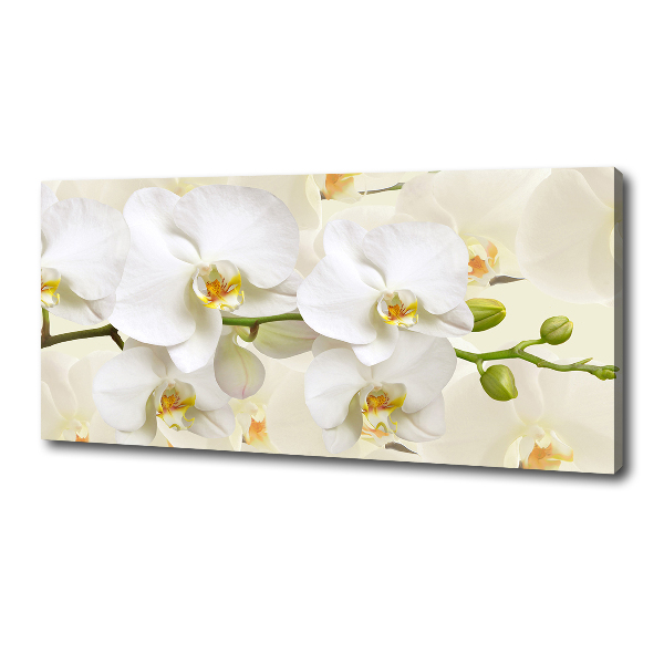 Fotobild Orchidee