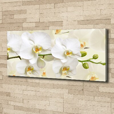 Fotobild Orchidee
