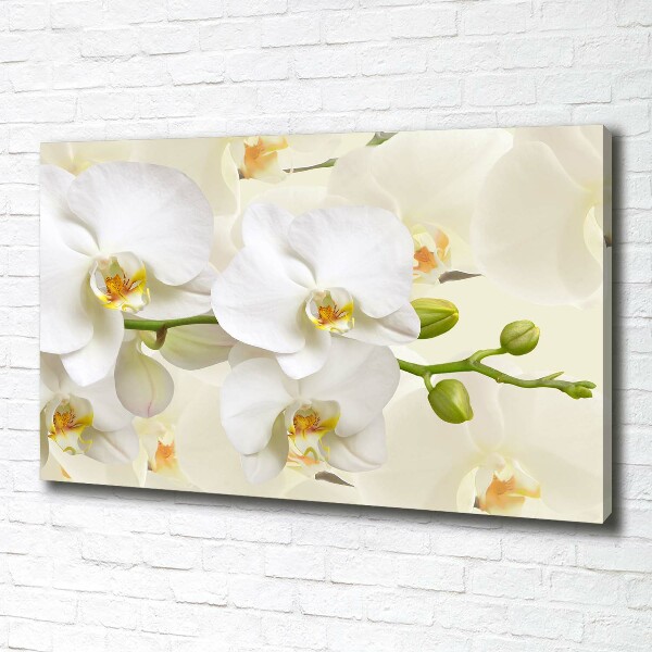 Fotobild Orchidee