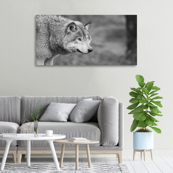 Fotobild Grauer Wolf