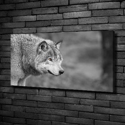Fotobild Grauer Wolf