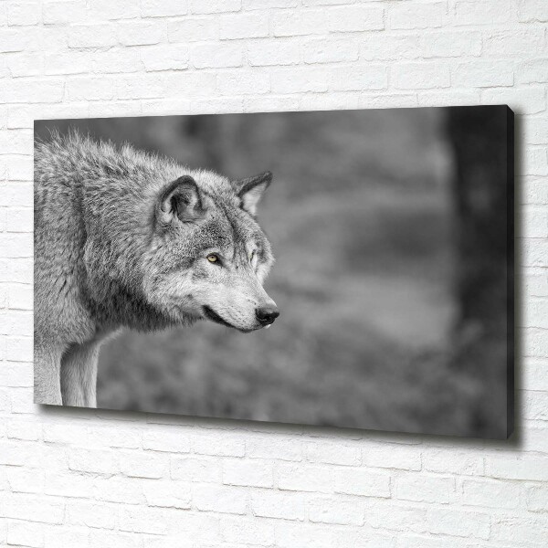 Fotobild Grauer Wolf
