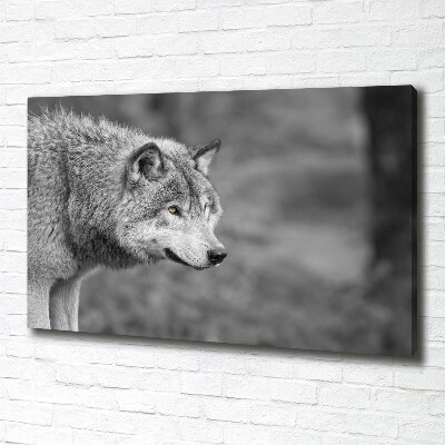 Fotobild Grauer Wolf