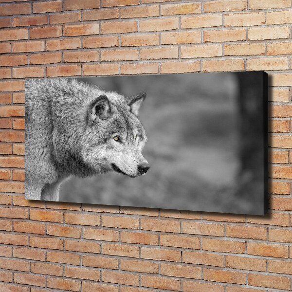 Fotobild Grauer Wolf