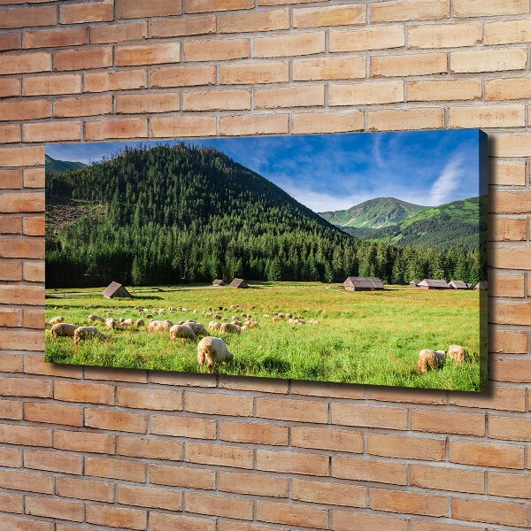 Bild auf leinwand Schafe in der Tatra