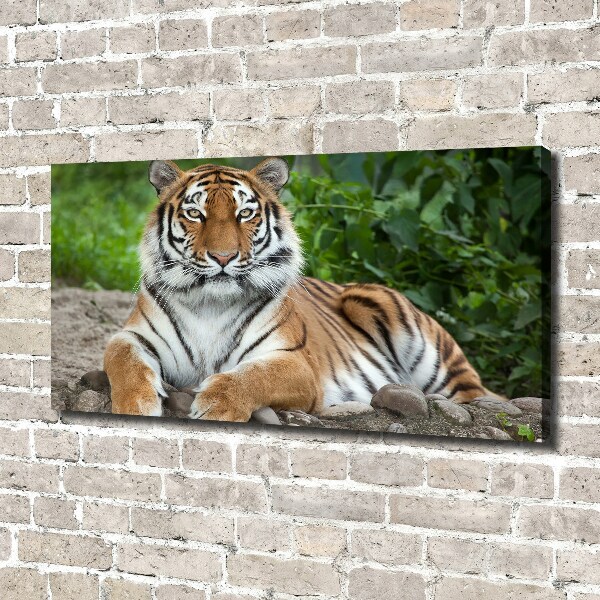 Fotobild Sibirischer Tiger