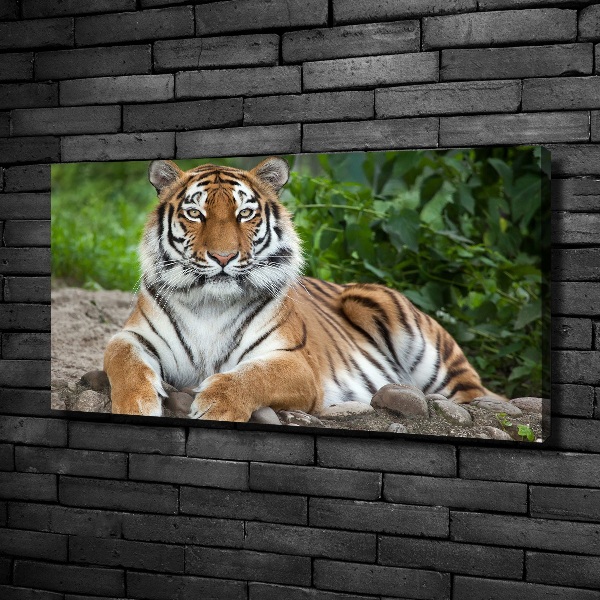 Fotobild Sibirischer Tiger