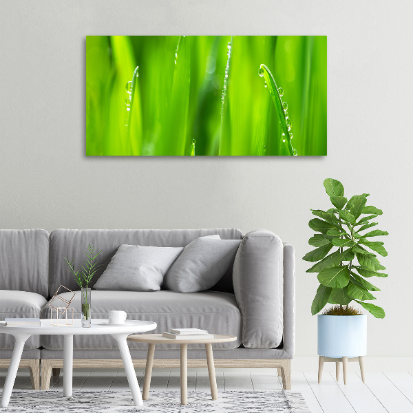 Fotobild Junger Hafer