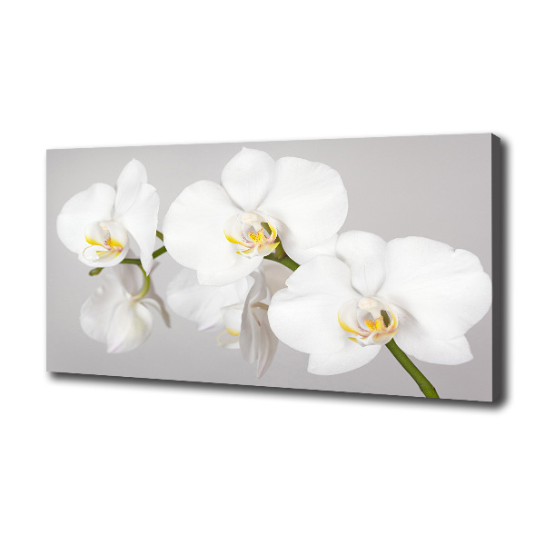 Wandbild Orchidee