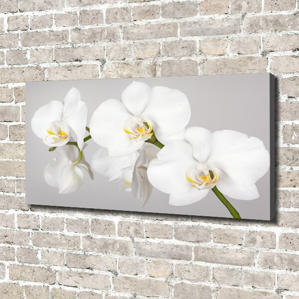 Wandbild Orchidee