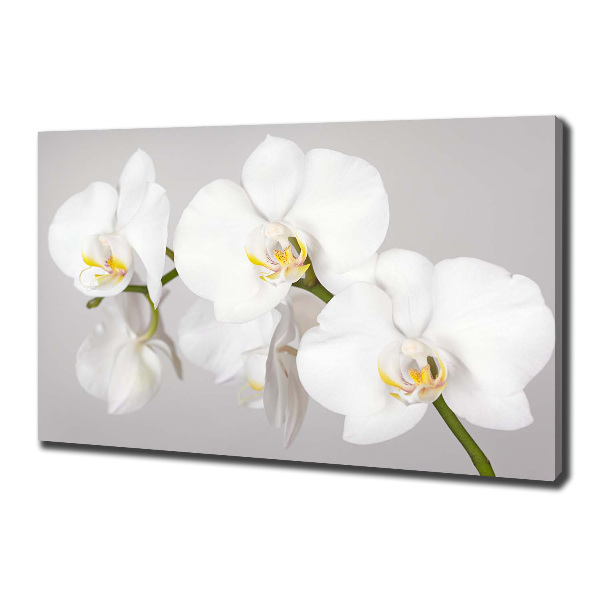 Wandbild Orchidee