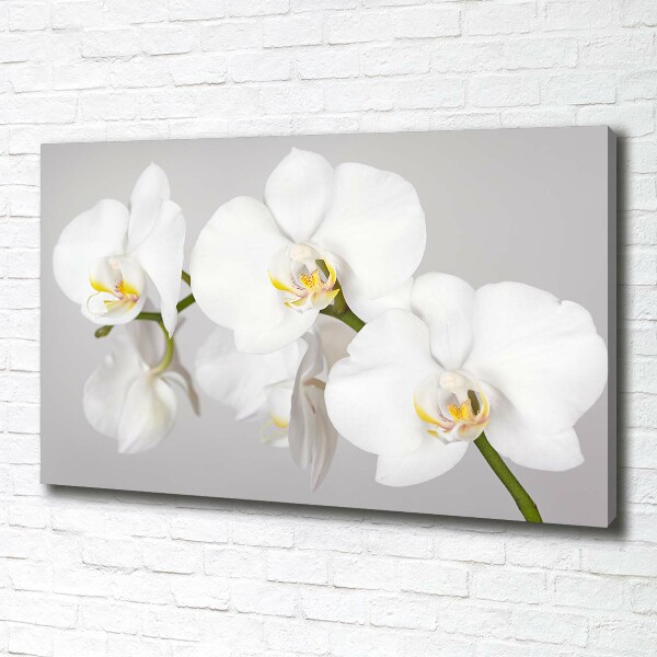 Wandbild Orchidee