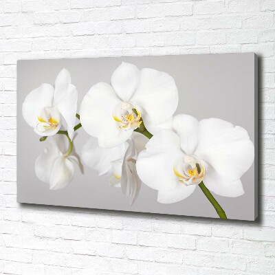 Wandbild Orchidee