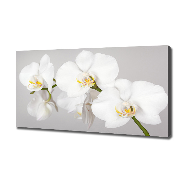 Wandbild Orchidee
