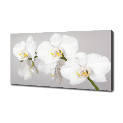 Wandbild Orchidee