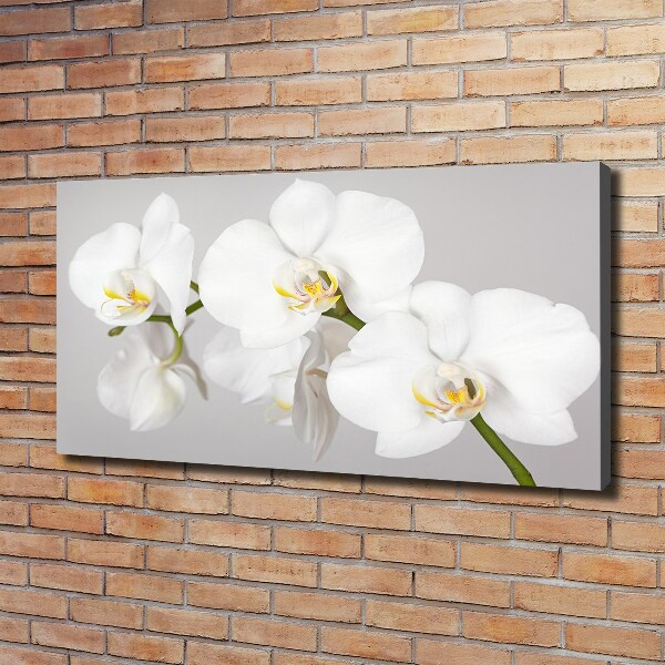 Wandbild Orchidee