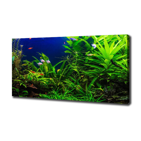 Wandbild Fische im Aquarium