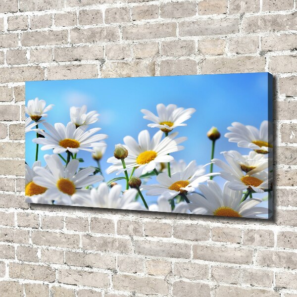 Bild auf leinwand Gänseblümchen