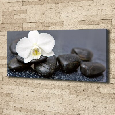 Fotobild Orchidee