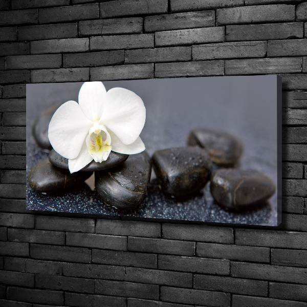 Fotobild Orchidee