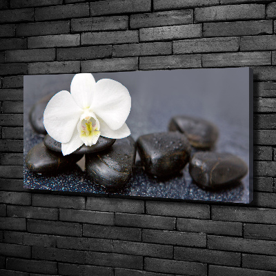 Fotobild Orchidee