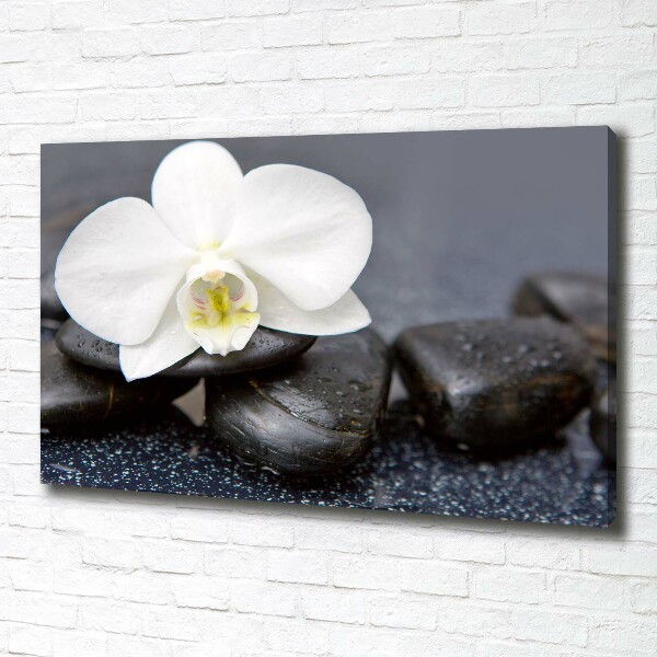 Fotobild Orchidee