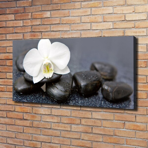 Fotobild Orchidee