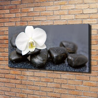 Fotobild Orchidee