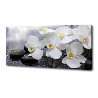 Fotobild Orchidee