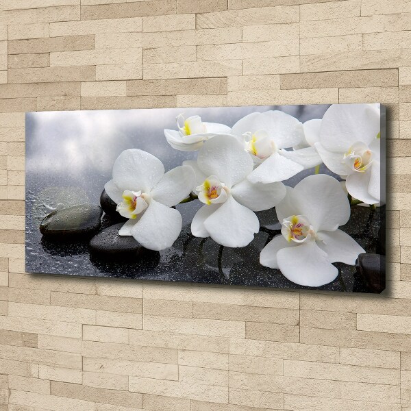 Fotobild Orchidee