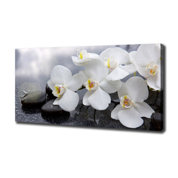 Fotobild Orchidee