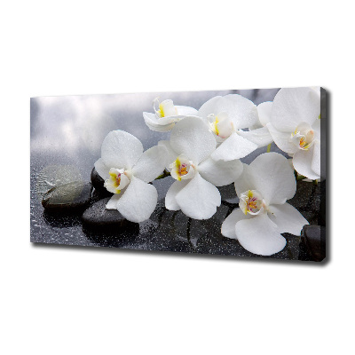 Fotobild Orchidee