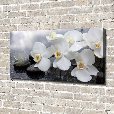 Fotobild Orchidee