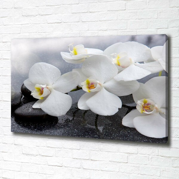 Fotobild Orchidee