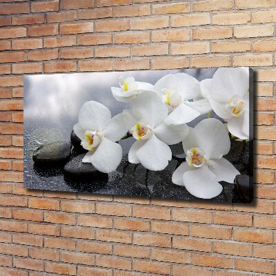 Fotobild Orchidee