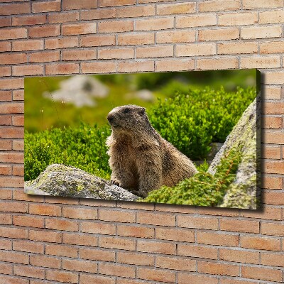 Fotobild Tatra-Murmeltier