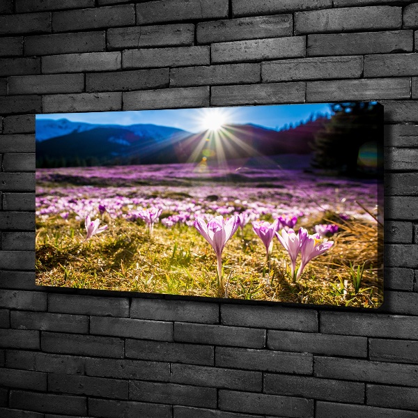 Bild auf leinwand Krokusse auf der Lichtung
