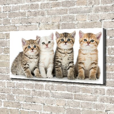 Bild auf leinwand Kleine Katzen