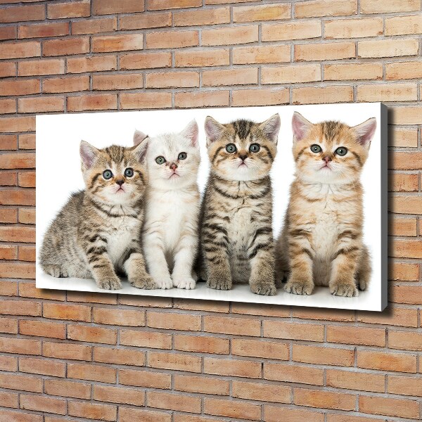 Bild auf leinwand Kleine Katzen