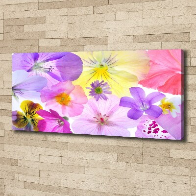 Fotobild Stiefmütterchen