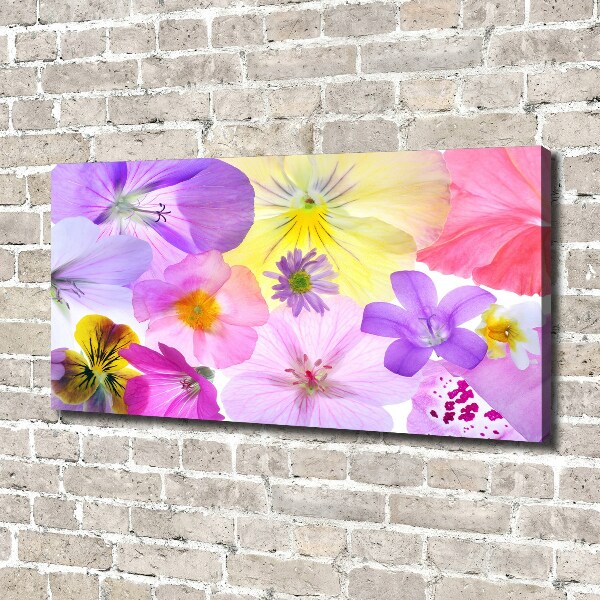 Fotobild Stiefmütterchen