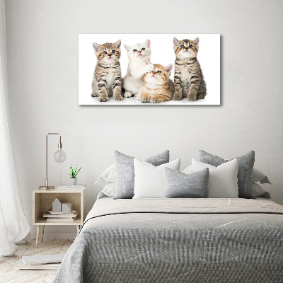 Fotobild Kleine Katzen