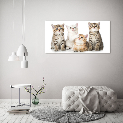 Fotobild Kleine Katzen