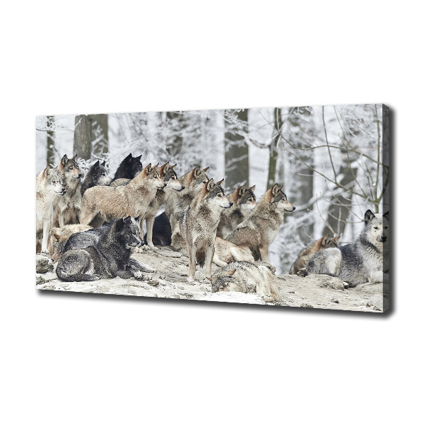 Bild auf leinwand Wölfe im Winter